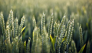 轰炸电话在线使用